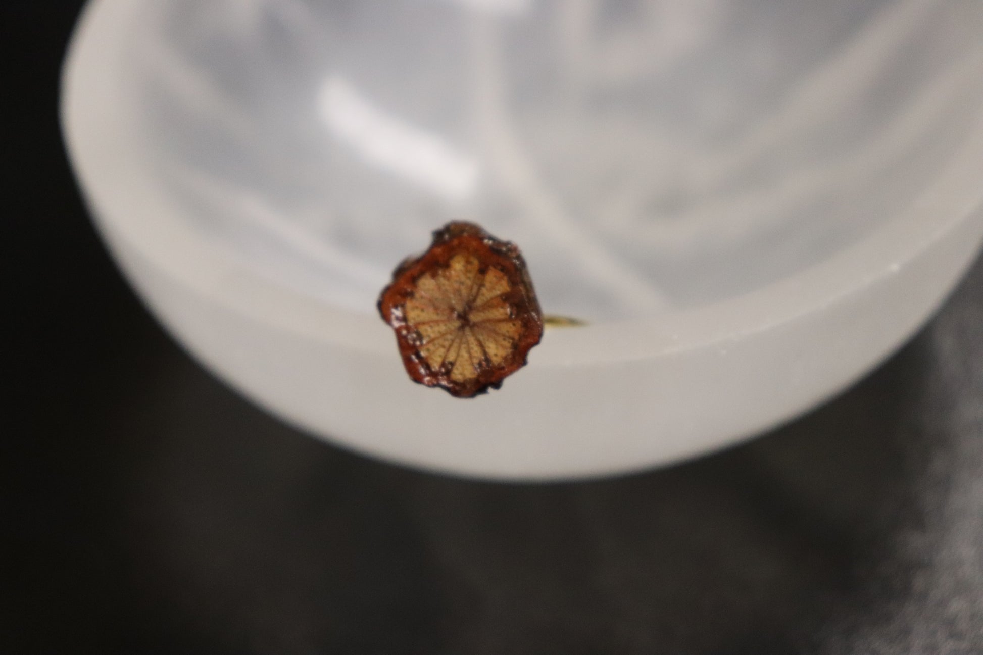 Herbal Ring Collection Da Xue Teng Ring — The Bloom of Vital Energy