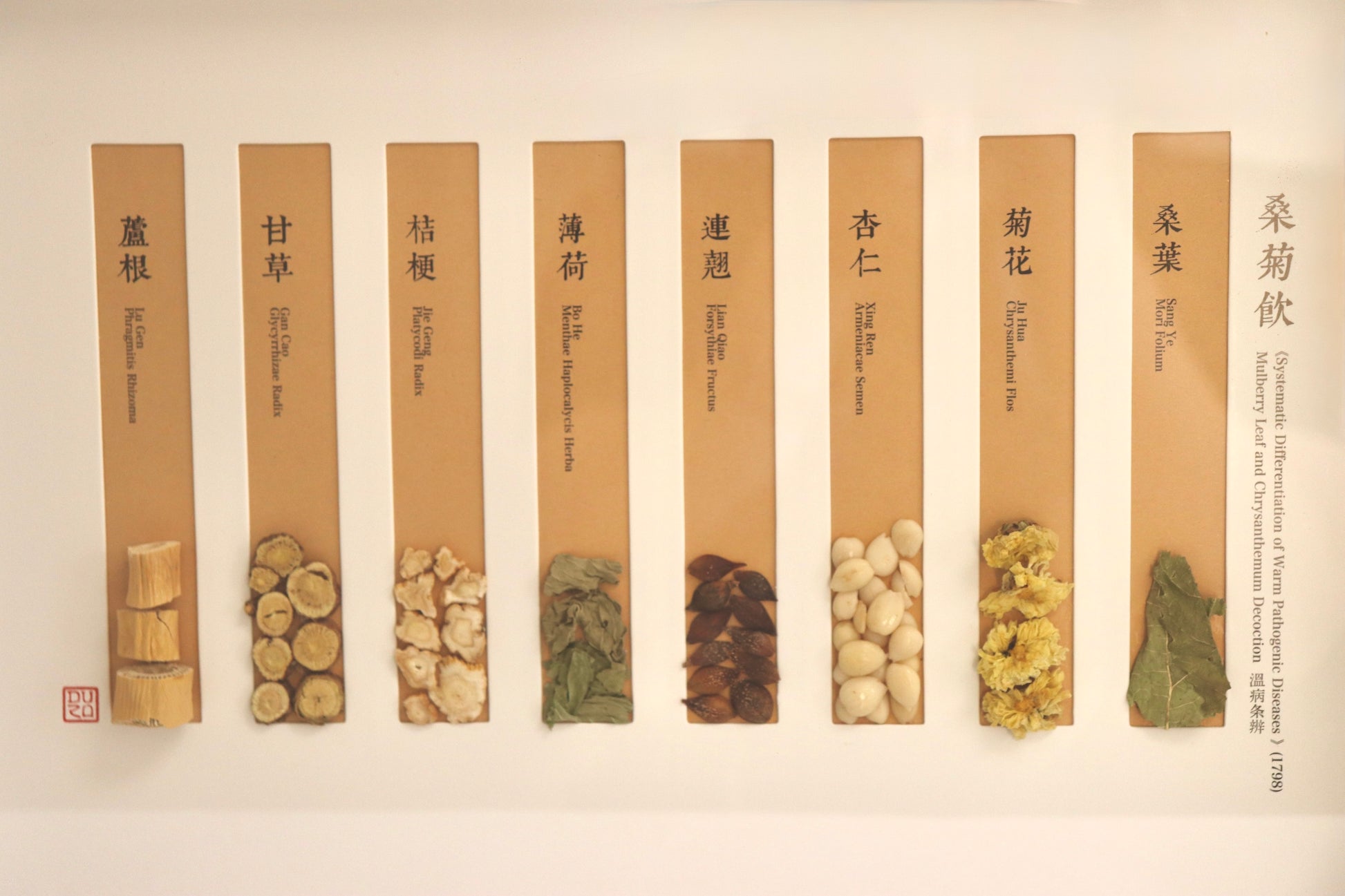 Herbal Harmony Art Series Sang Ju Yin — The Breath of Clarity